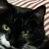 Foto del gato perdido en Les Cresnays