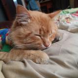 Foto del gato perdido en Toluca