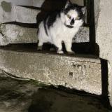 Foto de gato encontrado en Neuille Pont Pierre