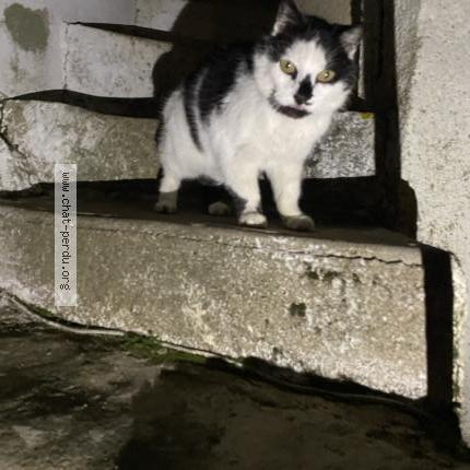 Foto 1/1 Gato encontrado Encontrado en Neuille pont pierre