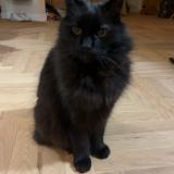 Foto del gato perdido en Saint Michel Sur Orge