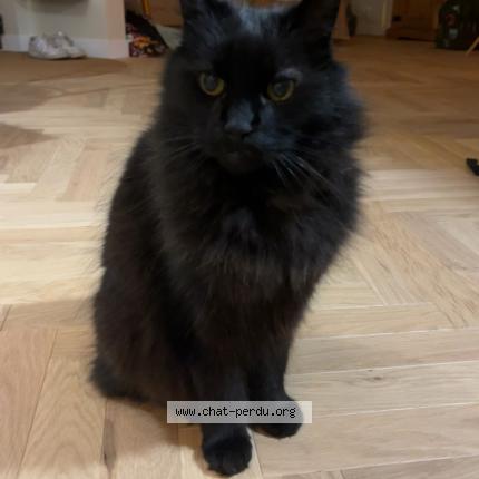 Foto 1/1 Gecko Chat perdido en Saint michel sur orge