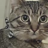 Foto del gato perdido en Chico