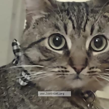 Foto 1/1 Fin Chat perdido en Chico