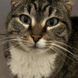 Foto de un gato reunido en Luxembourg