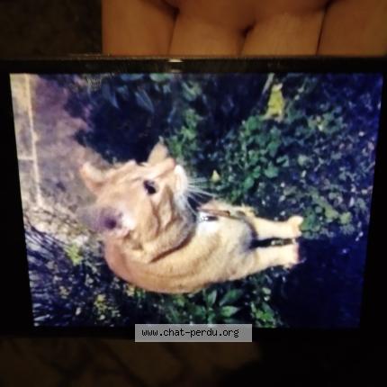 Foto 1/1 Gato encontrado Encontrado en Poitiers