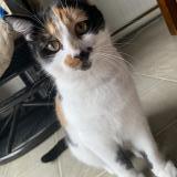 Foto del gato perdido en Saint Jean Sur Richelieu