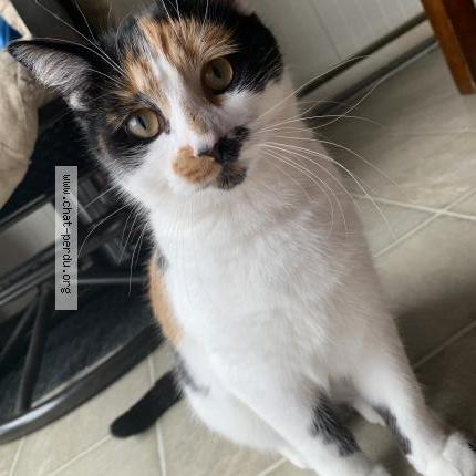 Foto 1/1 Ryku Chat perdido en Saint jean sur richelieu