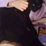 Foto del gato perdido en Pionnat