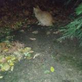 Foto de gato encontrado en Paris