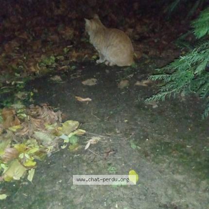 Foto 1/1 Gato encontrado Encontrado en Paris