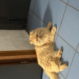 Foto de gato encontrado en Malakoff