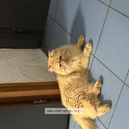 Foto 1/1 Gato encontrado Encontrado en Malakoff