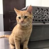 Foto del gato perdido en Houston