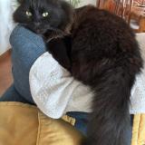 Foto del gato perdido en Narbonne