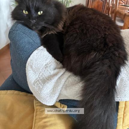 Foto 1/1 Roméo Chat perdido en Narbonne