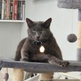 Foto del gato perdido en Ribarrouy