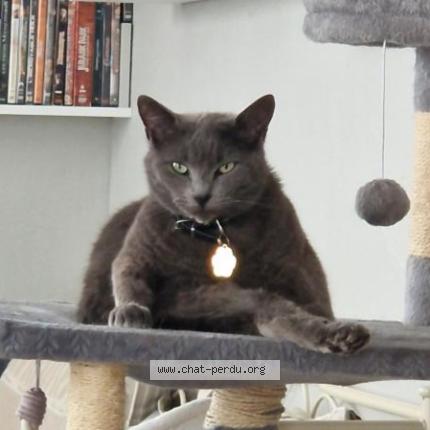 Foto 1/1 Mya Chat perdido en Ribarrouy