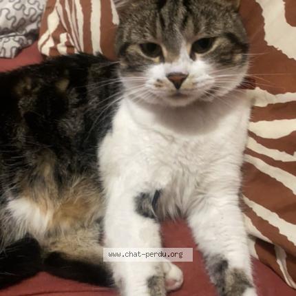 Foto 1/1 Kitten Chat perdido en Roubaix