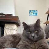 Foto del gato perdido en Courtenay