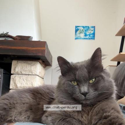 Foto 1/1 Mooky Chat perdido en Courtenay