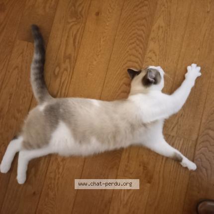 Foto 1/1 Milo Chat perdido en Wavre bois pres de ven de saras