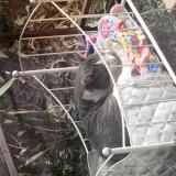 Foto de gato encontrado en Toulouse