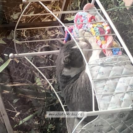 Foto 1/1 Gato encontrado Encontrado en Toulouse