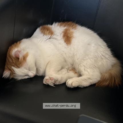 Foto 1/1 Atesh Chat perdido en Gonesse