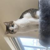 Foto del gato perdido en Reze