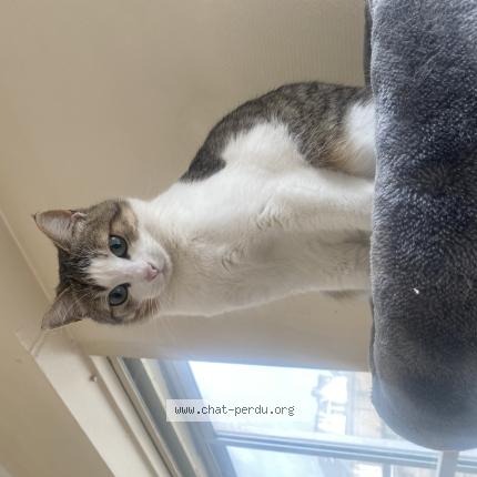 Foto 1/1 Cachou Chat perdido en Reze