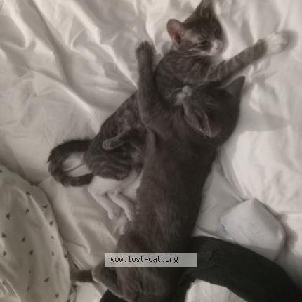 Foto 1/1 Gato encontrado Encontrado en Anaheim