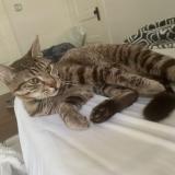 Foto del gato perdido en Ontario