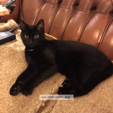 Foto 1/1 Gigi ou Jiji Chat perdido en Treboul douarnenez