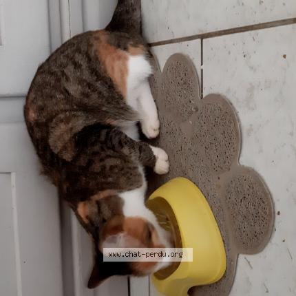 Foto 1/1 Zelda Chat perdido en Montertelot