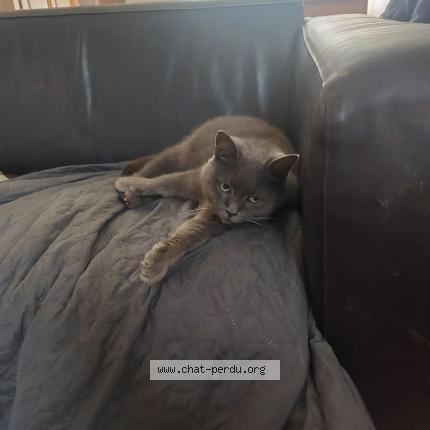 Foto 1/1 P&Eacute;PITE Chat perdido en Pecq