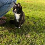 Foto de gato encontrado en Versailles