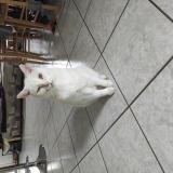 Foto del gato perdido en Divatte Sur Loire