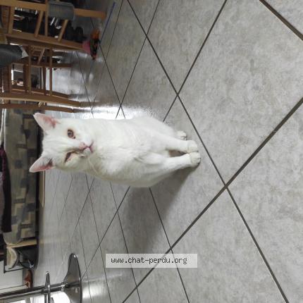 Foto 1/1 Latios Chat perdido en Divatte sur loire