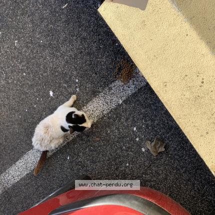 Foto 1/1 Gato encontrado Encontrado en Amiens