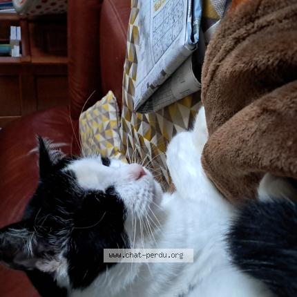 Foto 1/1 Noël Rebours Chat perdido en Laval