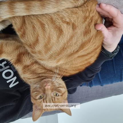 Foto 1/1 Nugget Chat perdido en Chens sur leman