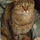 Foto del gato perdido en Roissard