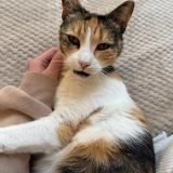 Foto del gato perdido en Marseille