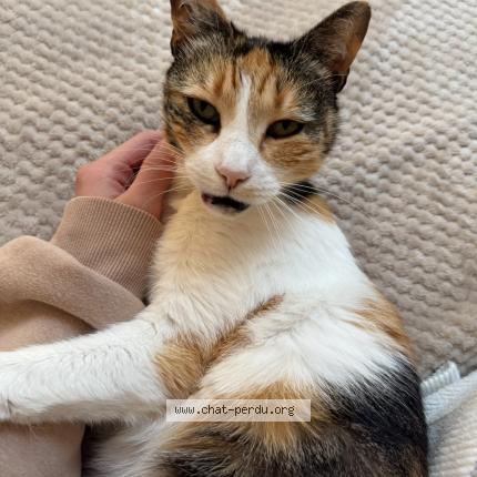 Foto 1/1 Mia Chat perdido en Marseille