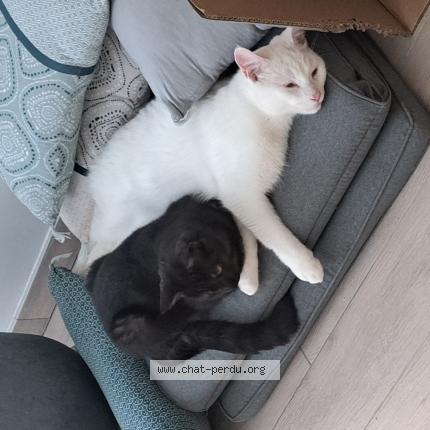 Foto 1/1 Vasco Chat perdido en La chapelle sur erdre