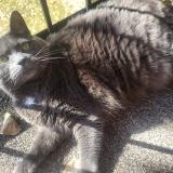 Foto del gato perdido en Boisbriand