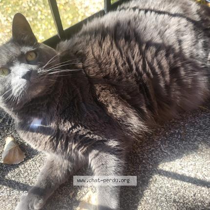 Foto 1/1 Kaya Chat perdido en Boisbriand