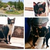 Foto de gato encontrado en Fa Val Du Faby