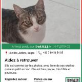 Foto del gato perdido en Bages